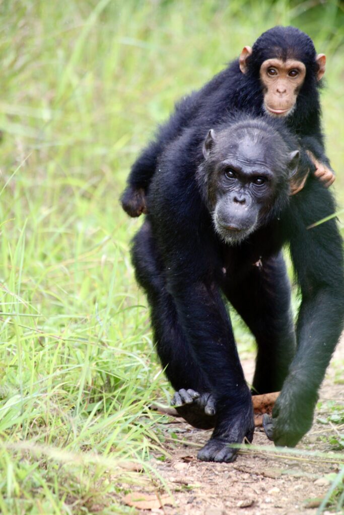 The mother here would have known Jane Goodall.