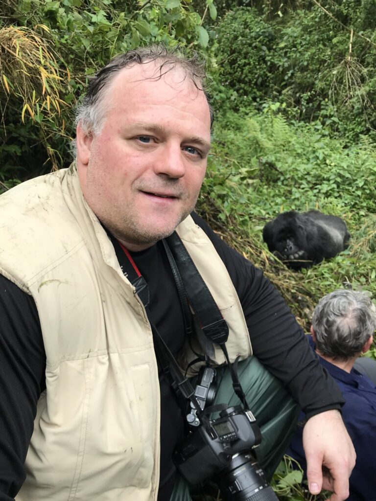 Silverback mountain gorilla Agashya sleeping in a bamboo forest.