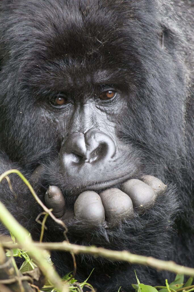 Agashya, a silverback mountain gorilla.